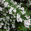 Fuzzy Deutzia (deutzia scabra)