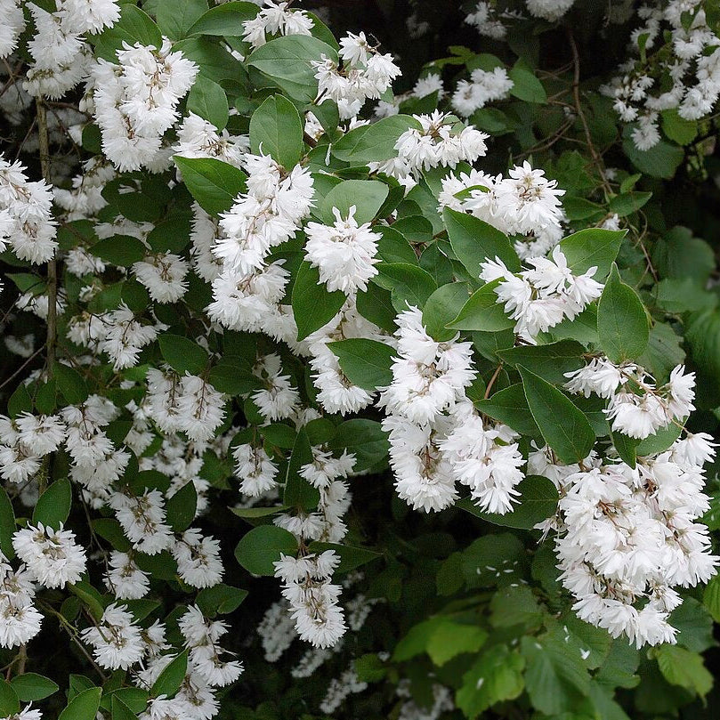 Fuzzy Deutzia (deutzia scabra)