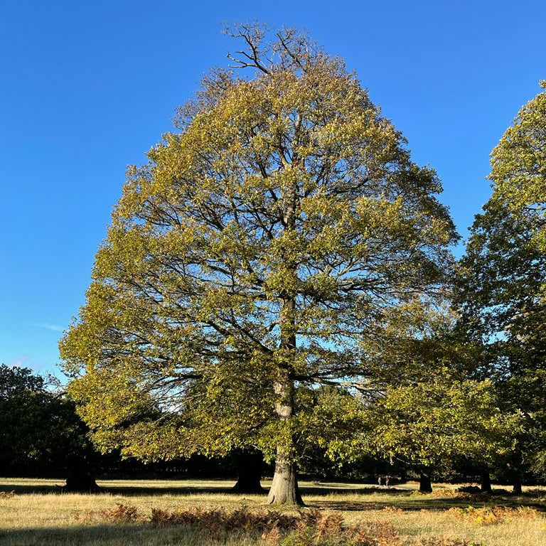 English Oak (quercus robur) Feathered Tree