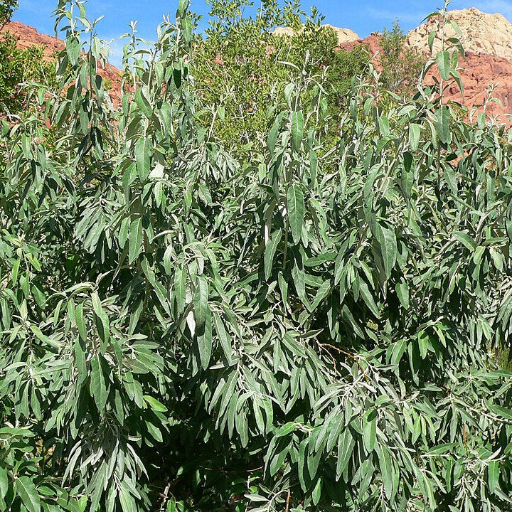 Russian Olive (elaeagnus angustifolia)