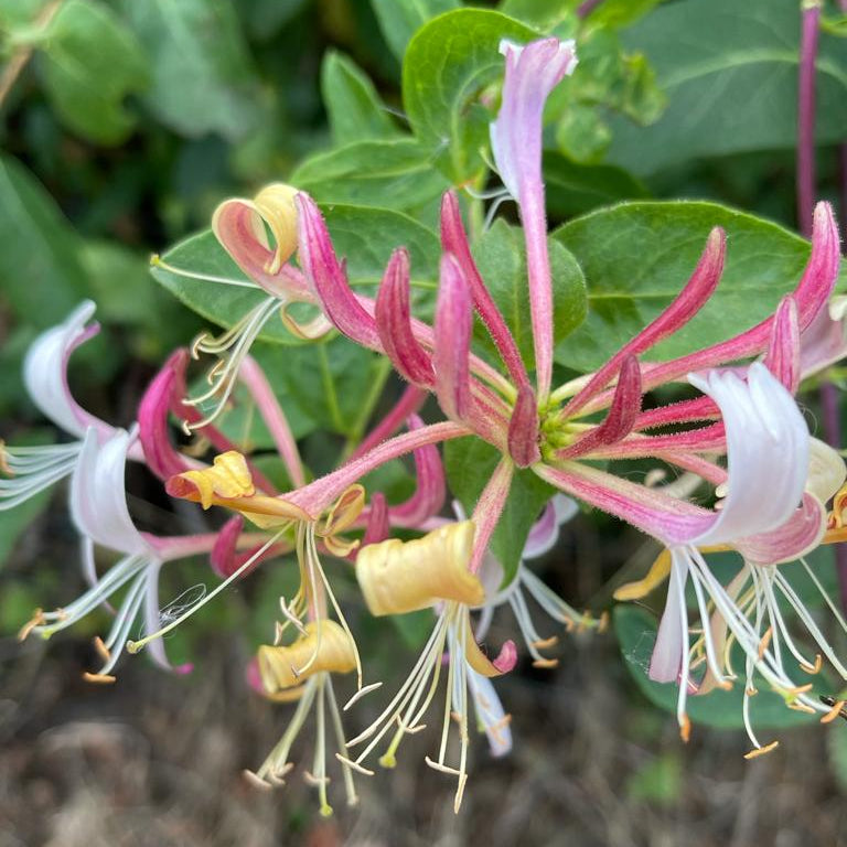 Honeysuckle (lonicera periclymenum)