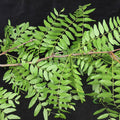 Thornless Honey Locust (gleditsia triacanthos inermis)