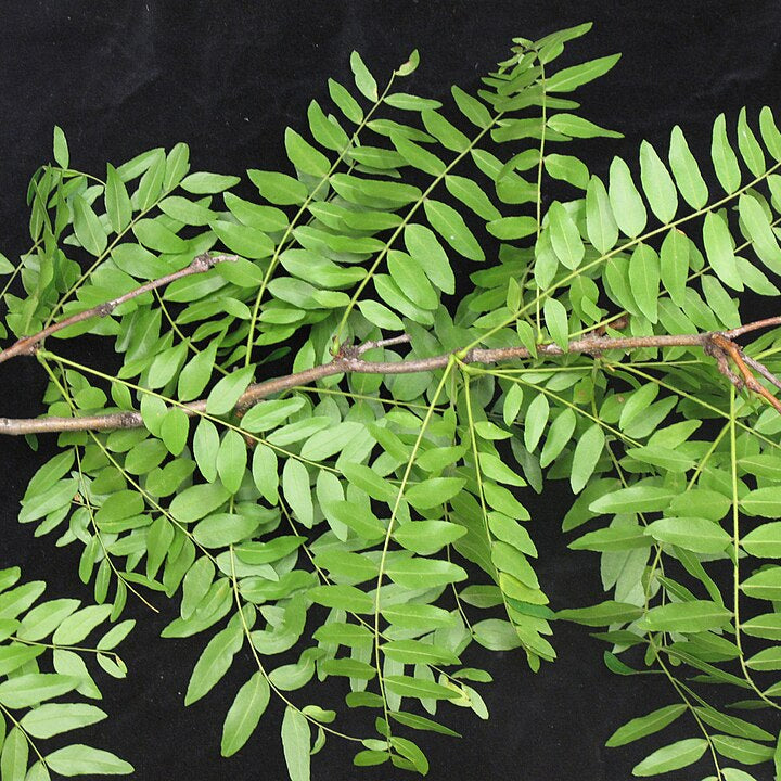 Thornless Honey Locust (gleditsia triacanthos inermis)
