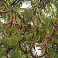 Honey Locust (gleditsia triacanthos)
