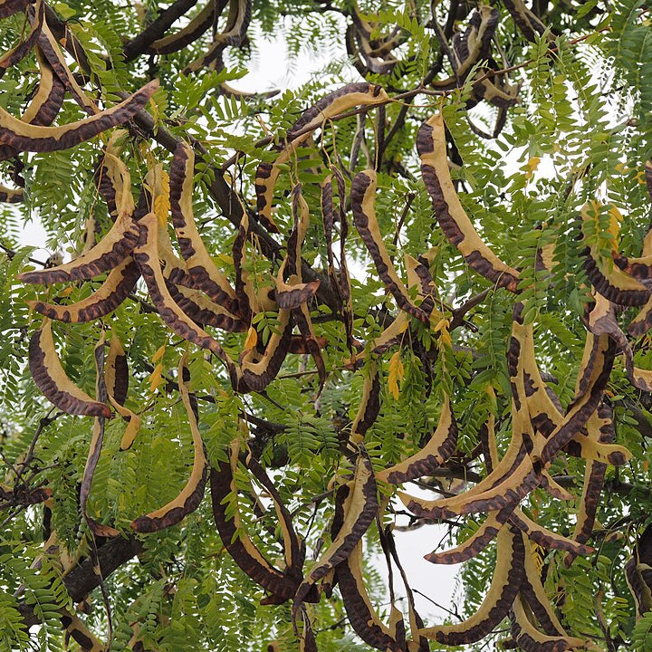 Honey Locust (gleditsia triacanthos)