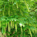 Caucasian Wingnut (pterocarya fraxinifolia)