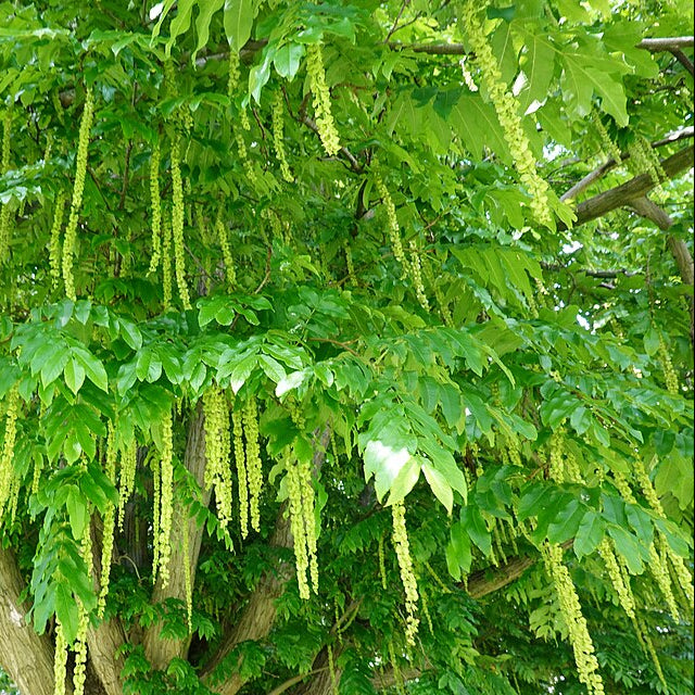 Caucasian Wingnut (pterocarya fraxinifolia)