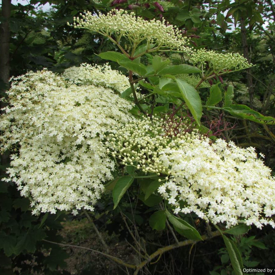 Elderberry (sambucus niga)