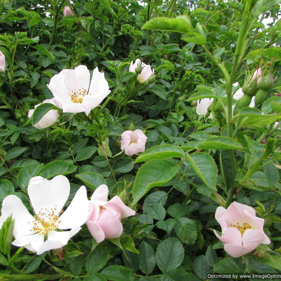 Dogrose (rosa canina)