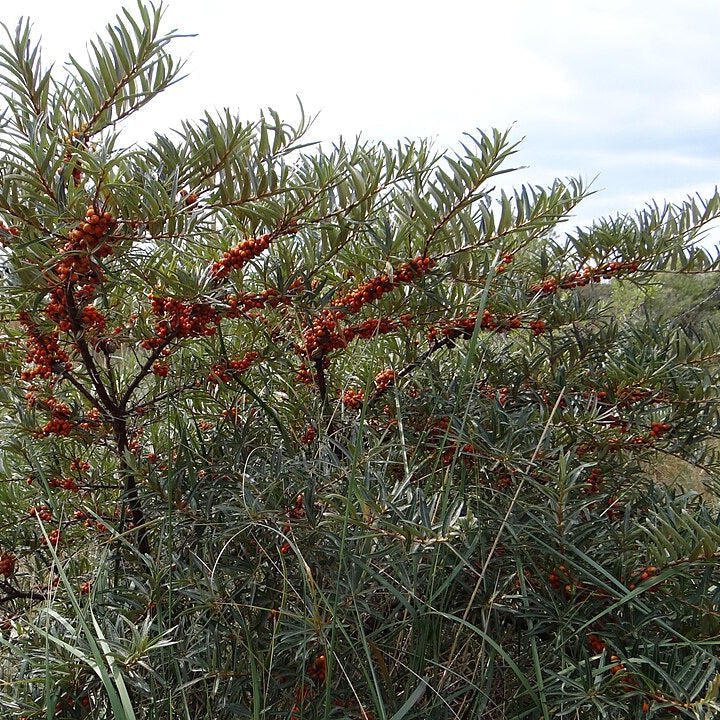 Sea Buckthorn (hippophae rhamnoides)