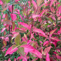 Spindle Tree (euonymus europaeus)