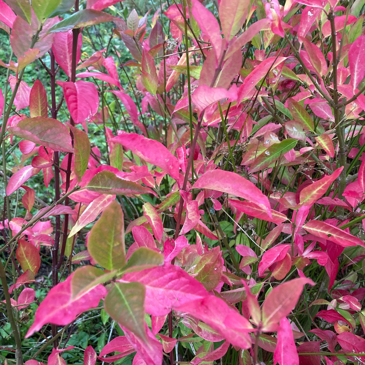 Spindle Tree (euonymus europaeus)