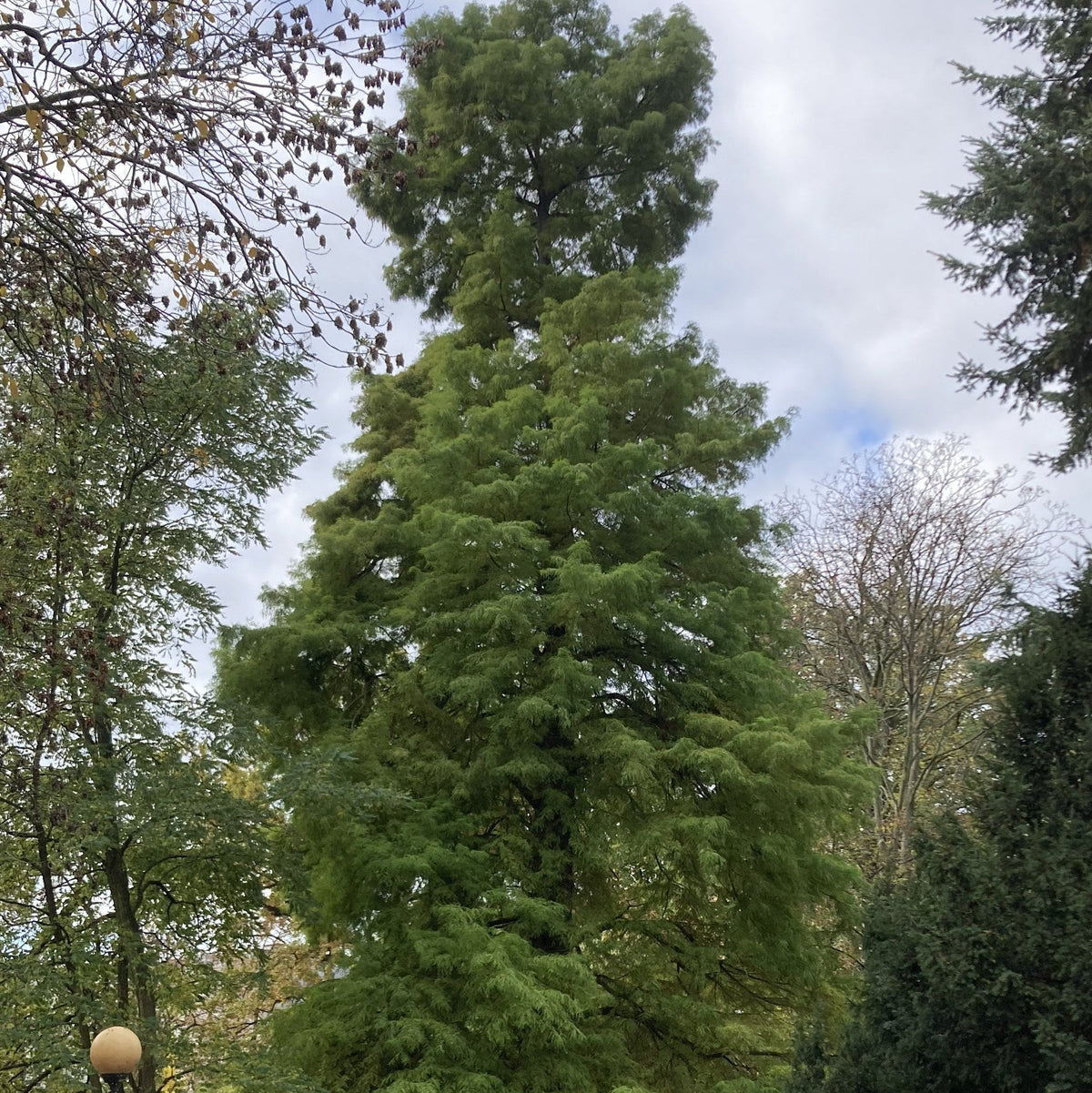 Dawn Redwood (metasequoia glyptostroboides)