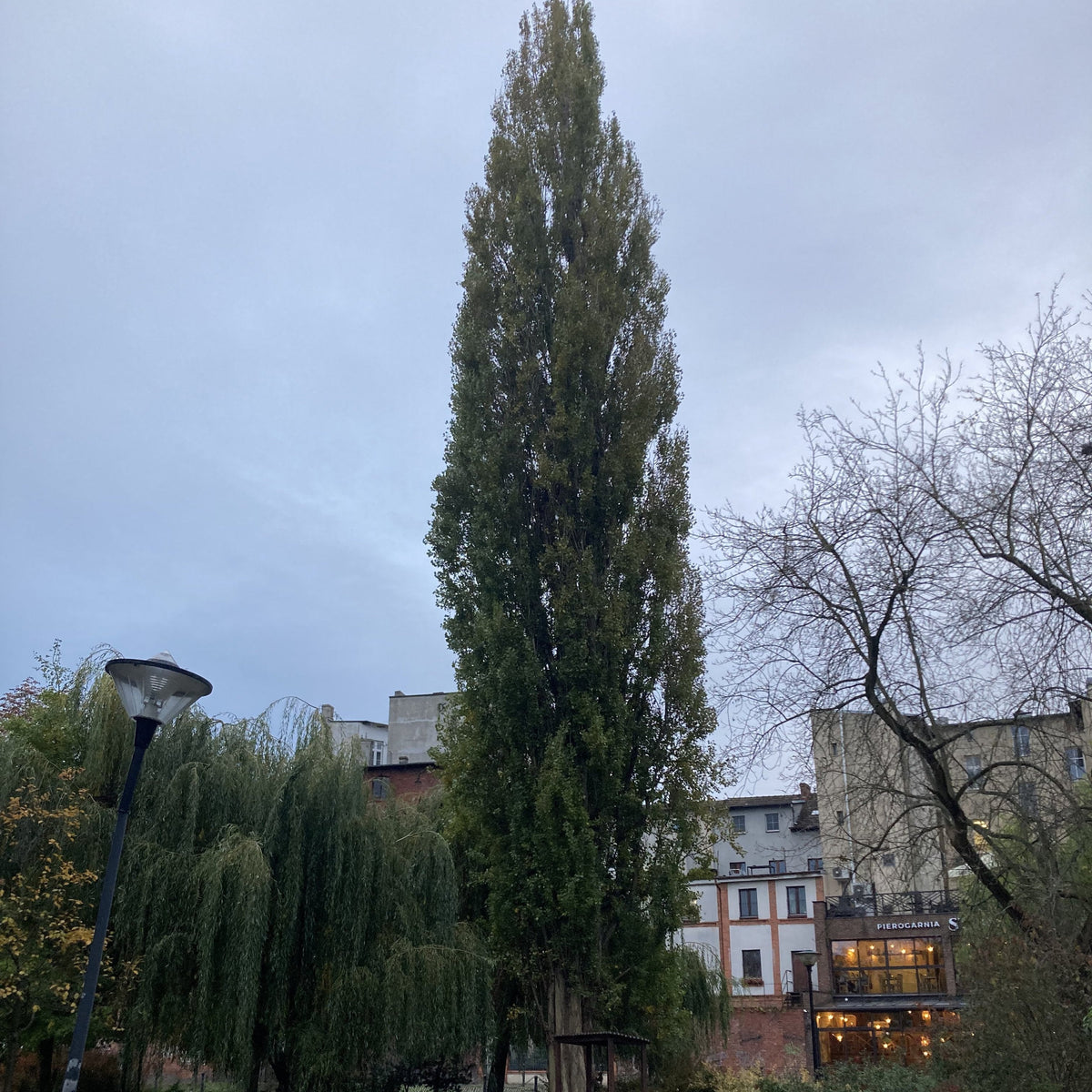 Lombardy Poplar (populus nigra 'italica')