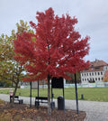 Red Maple (acer rubrum)