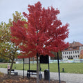 Red Maple (acer rubrum) Feathered Tree