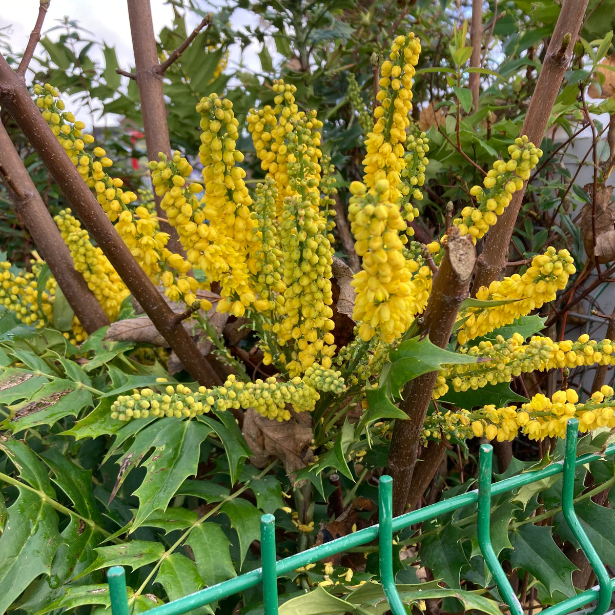 Oregon Grape (mahonia aquifolium)