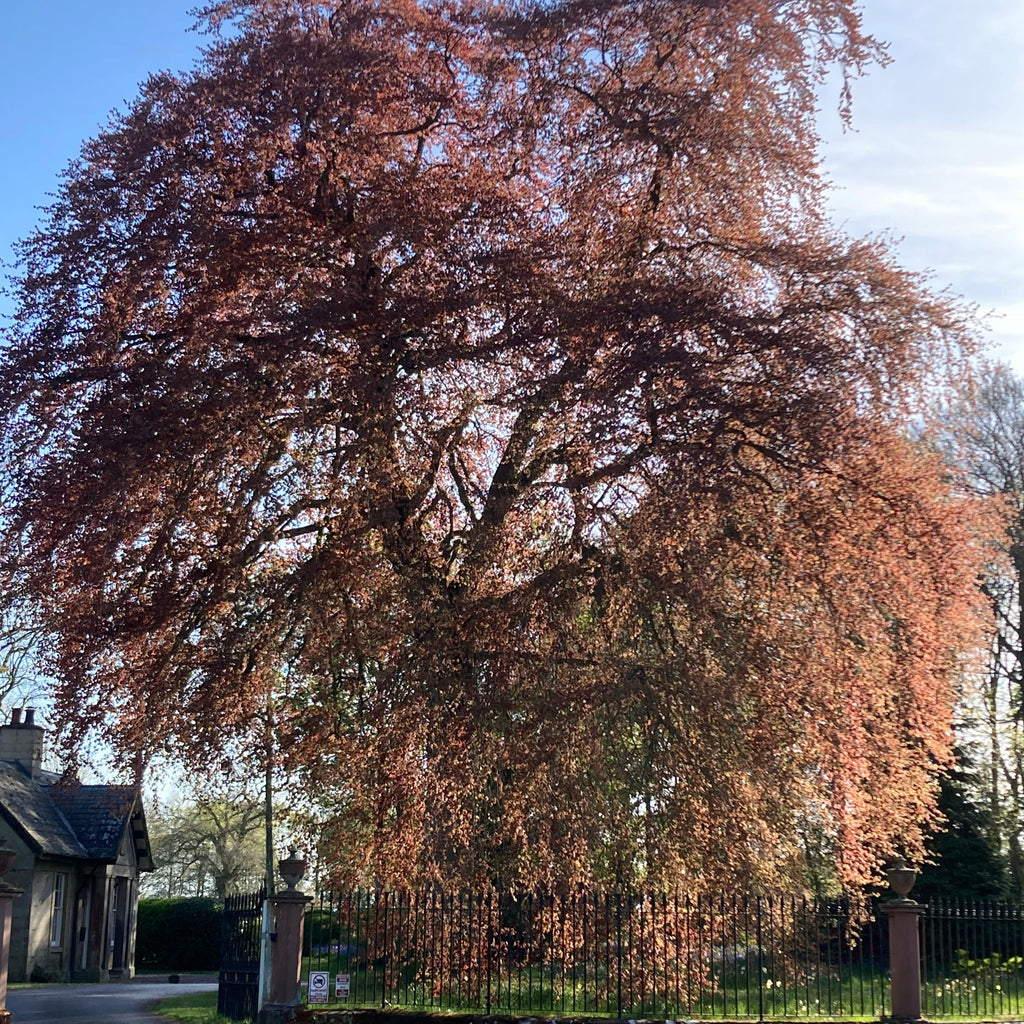 Purple Beech (fagus sylvatica atropurpurea)