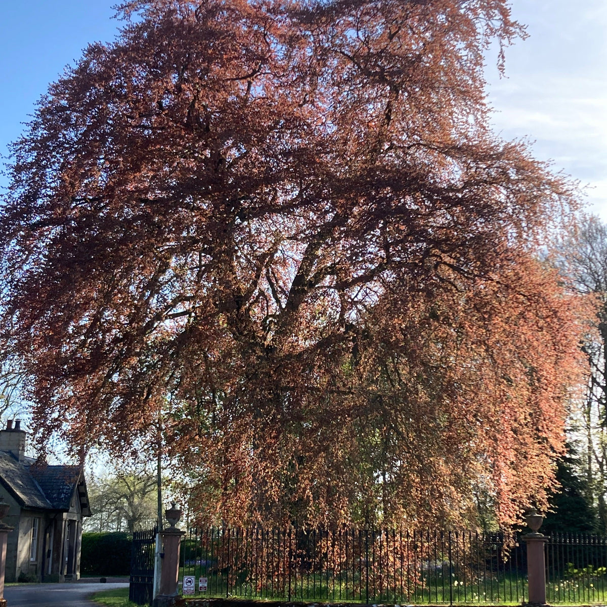Purple Beech (fagus sylvatica atropurpurea)