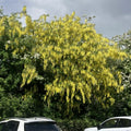 Laburnum (laburnum anagyroides)