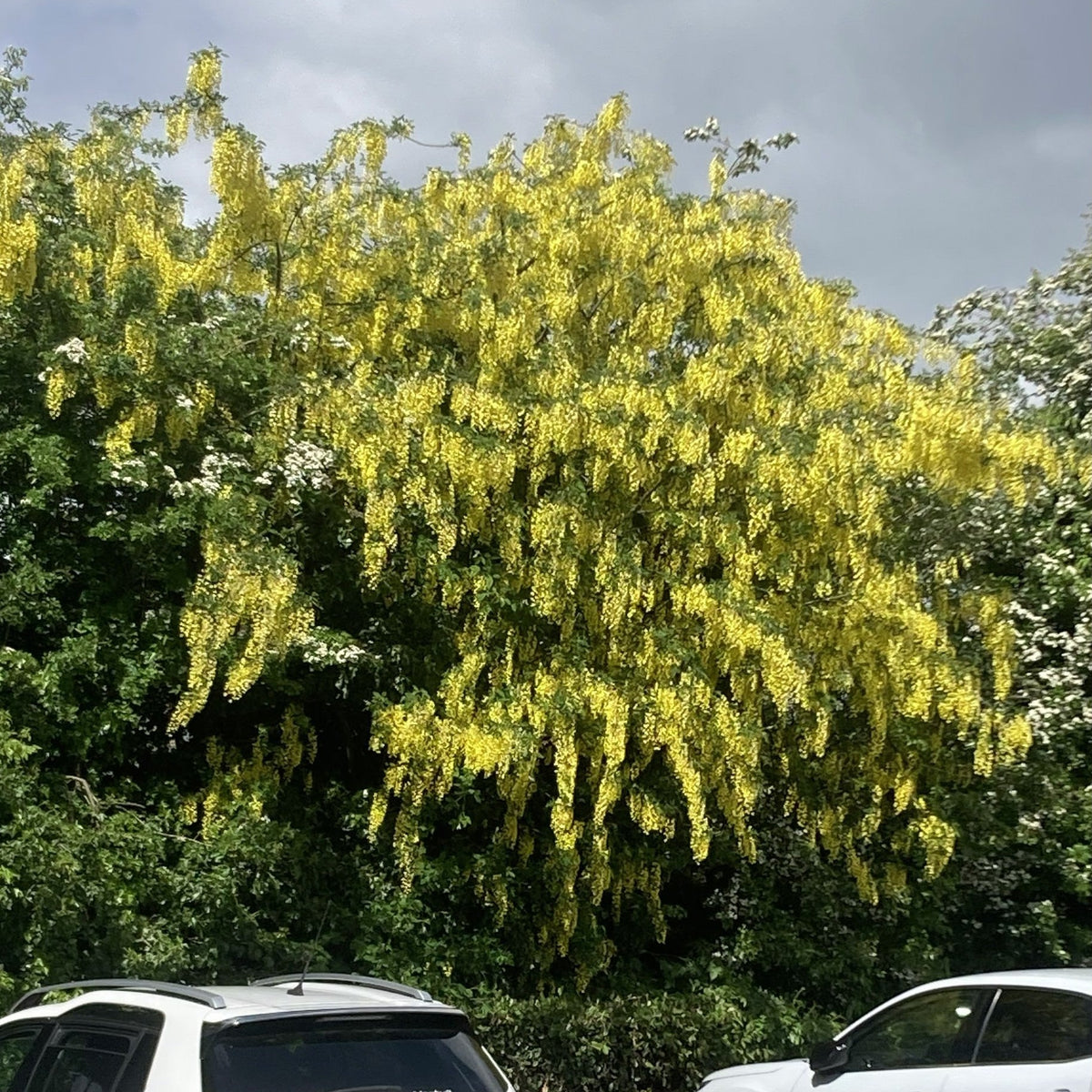 Laburnum (laburnum anagyroides)
