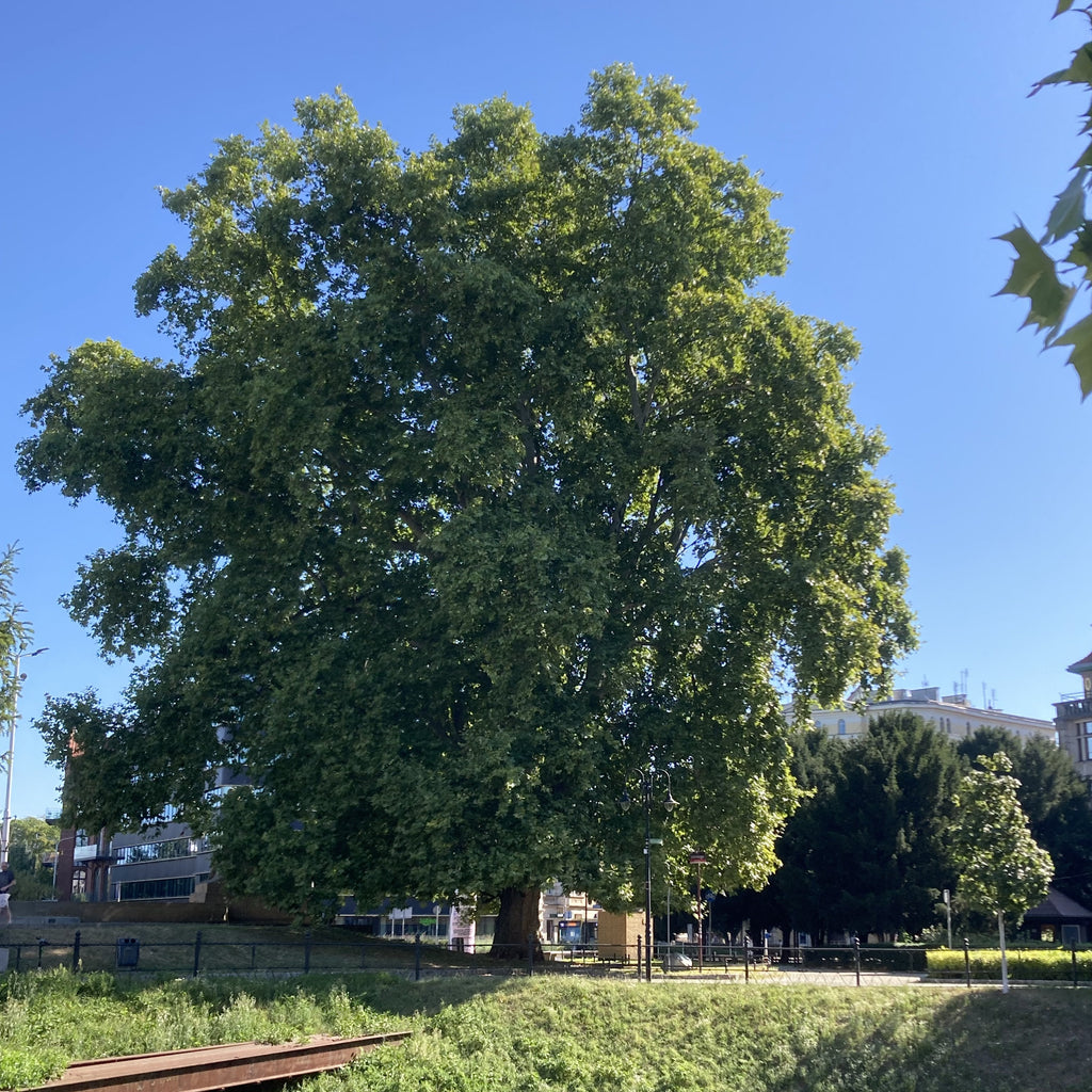London Plane (platanus x acerifolia)