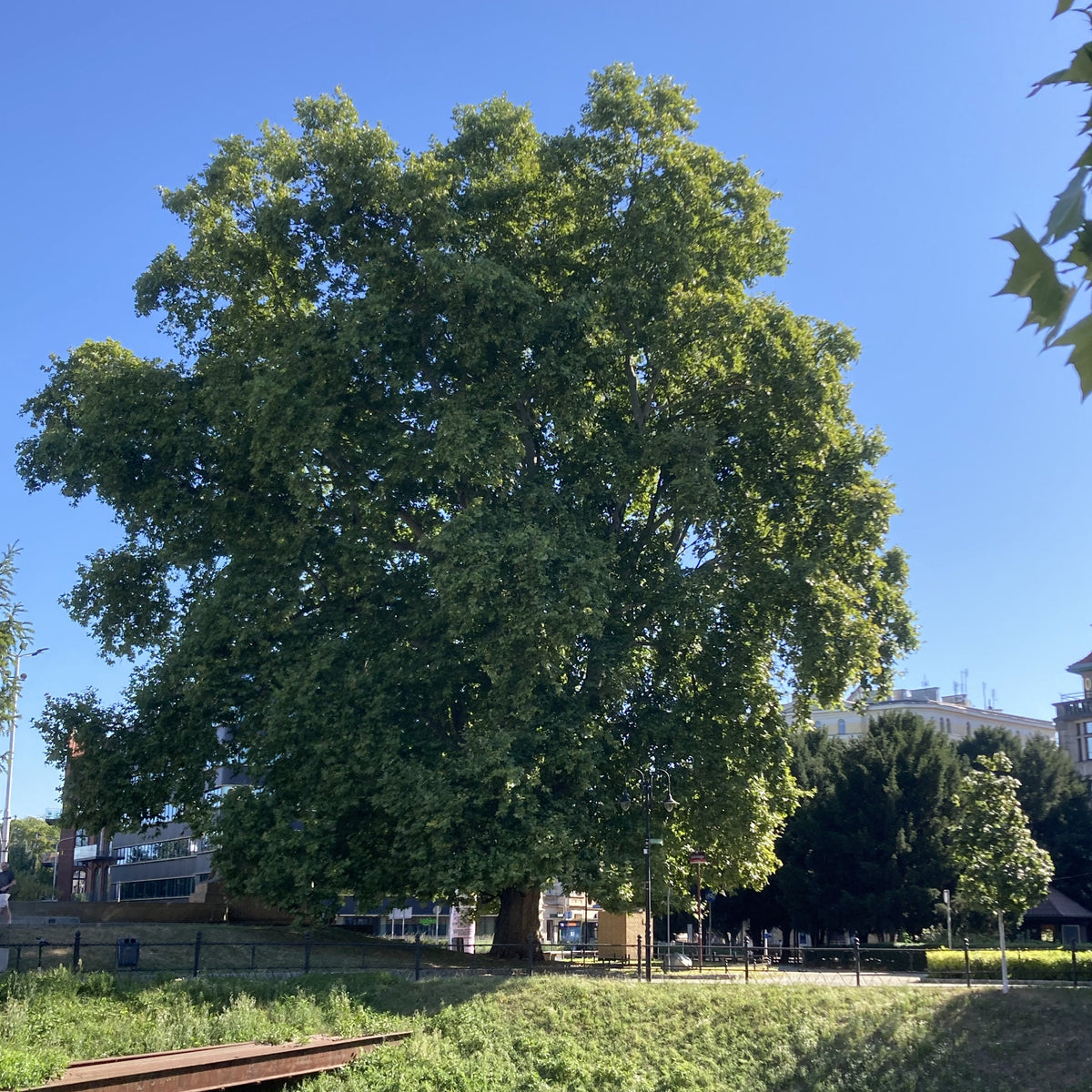 London Plane (platanus x acerifolia)