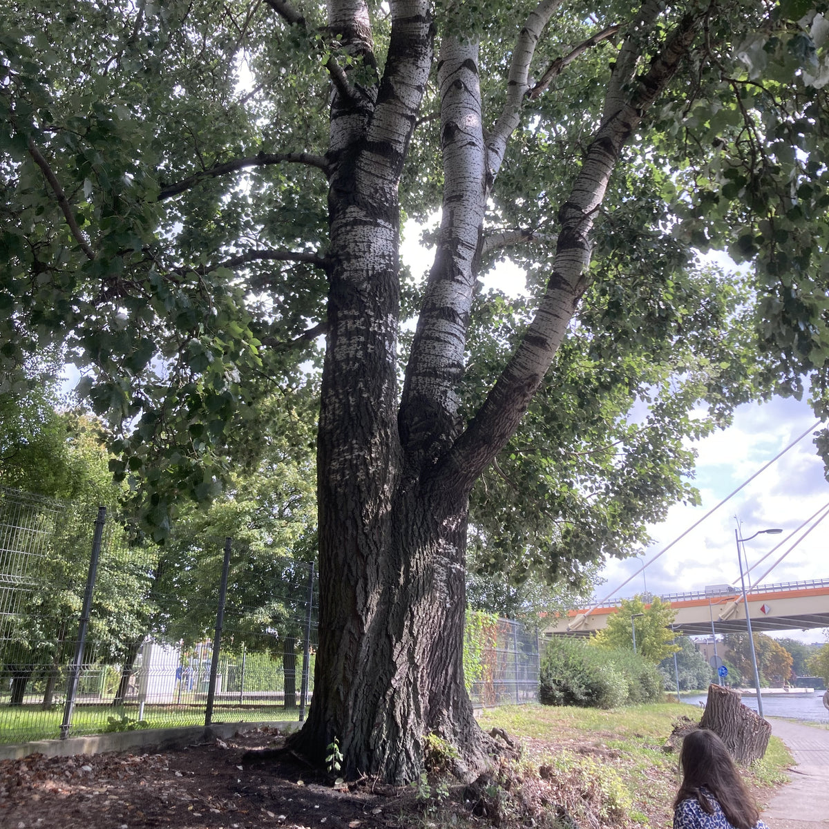 White Poplar (populus alba)