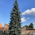 Colorado Blue Spruce (picea pungens glauca)