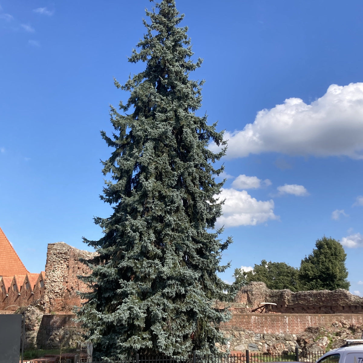 Colorado Blue Spruce (picea pungens glauca)
