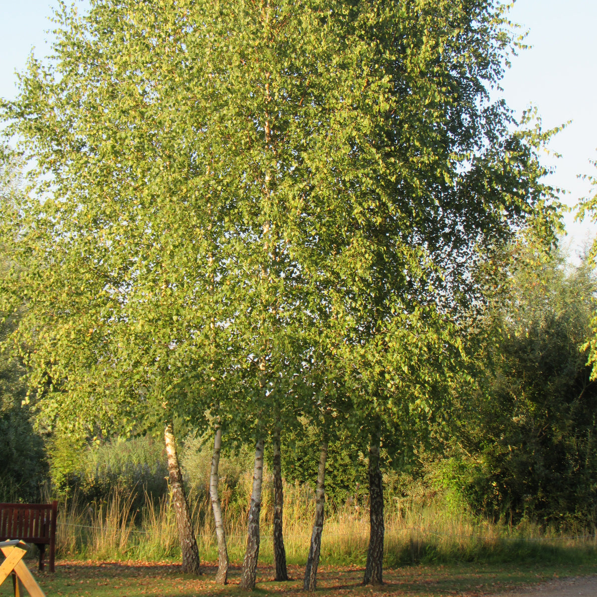 Silver Birch (betula pendula)