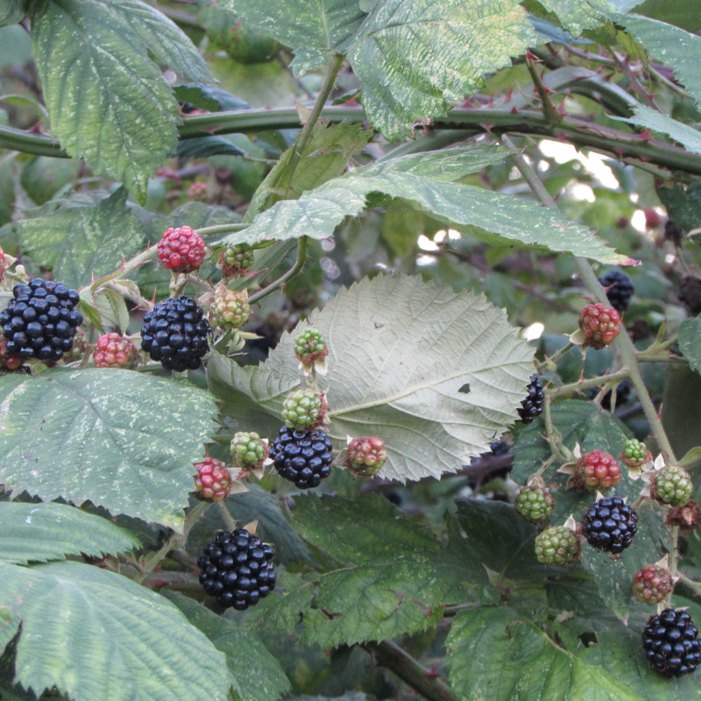 Wild Blackberry (rubus fruticosus)