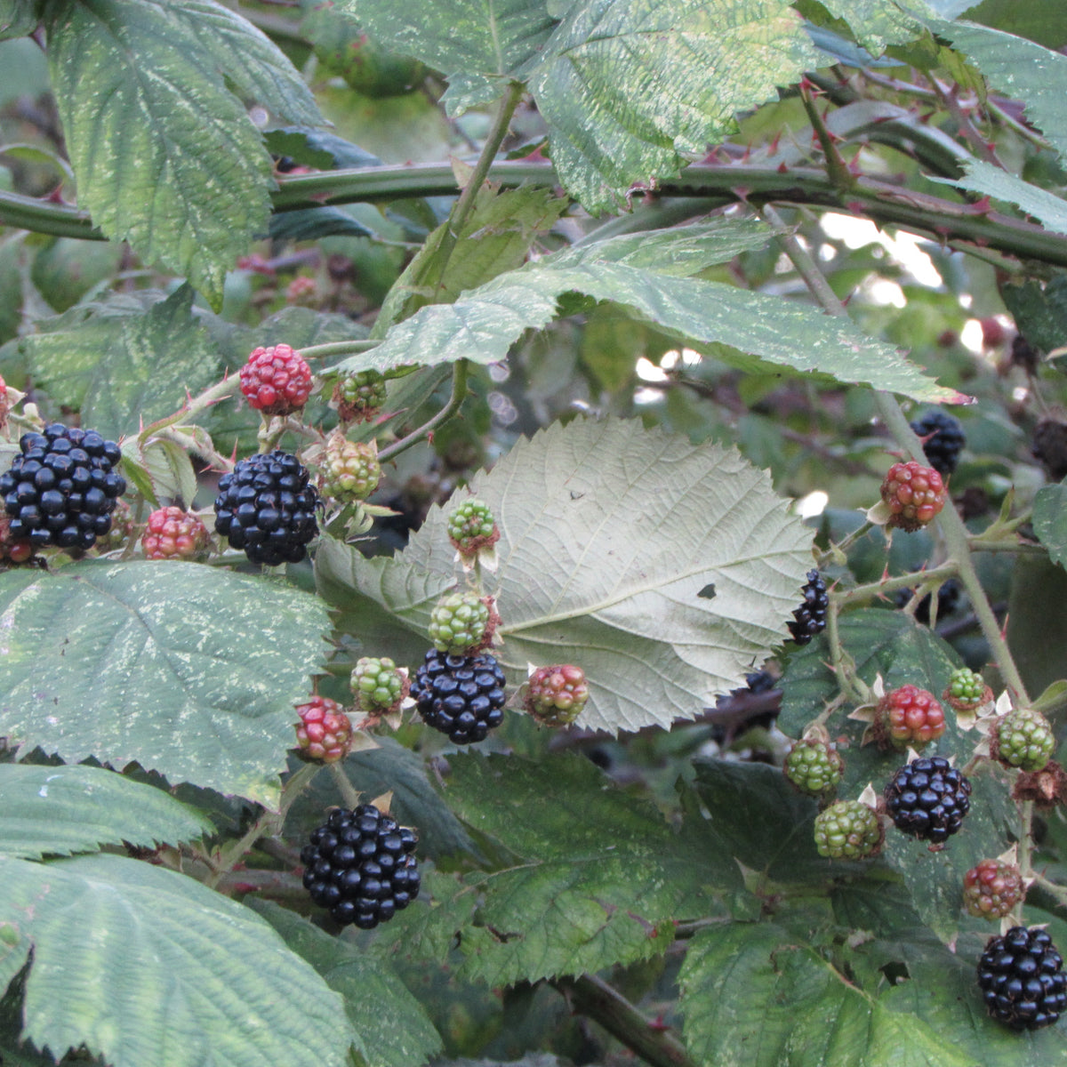 Wild Blackberry (rubus fruticosus)