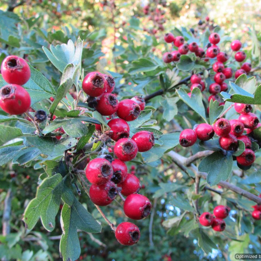 Hawthorn (crataegus monogyna)