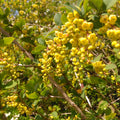 Common Berberis (berberis vulgaris)