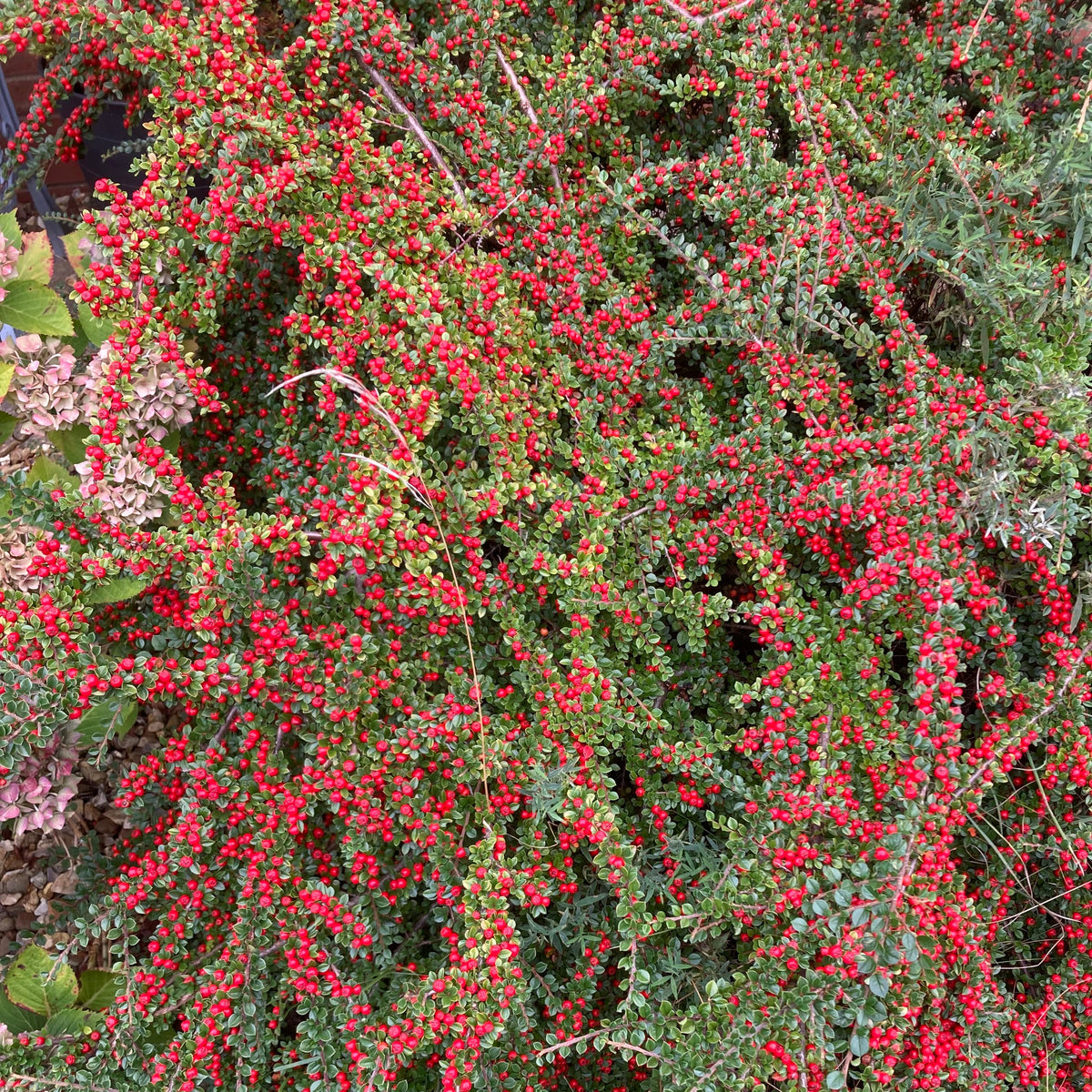 Rock Spray Cotoneaster (cotoneaster horizontalis)