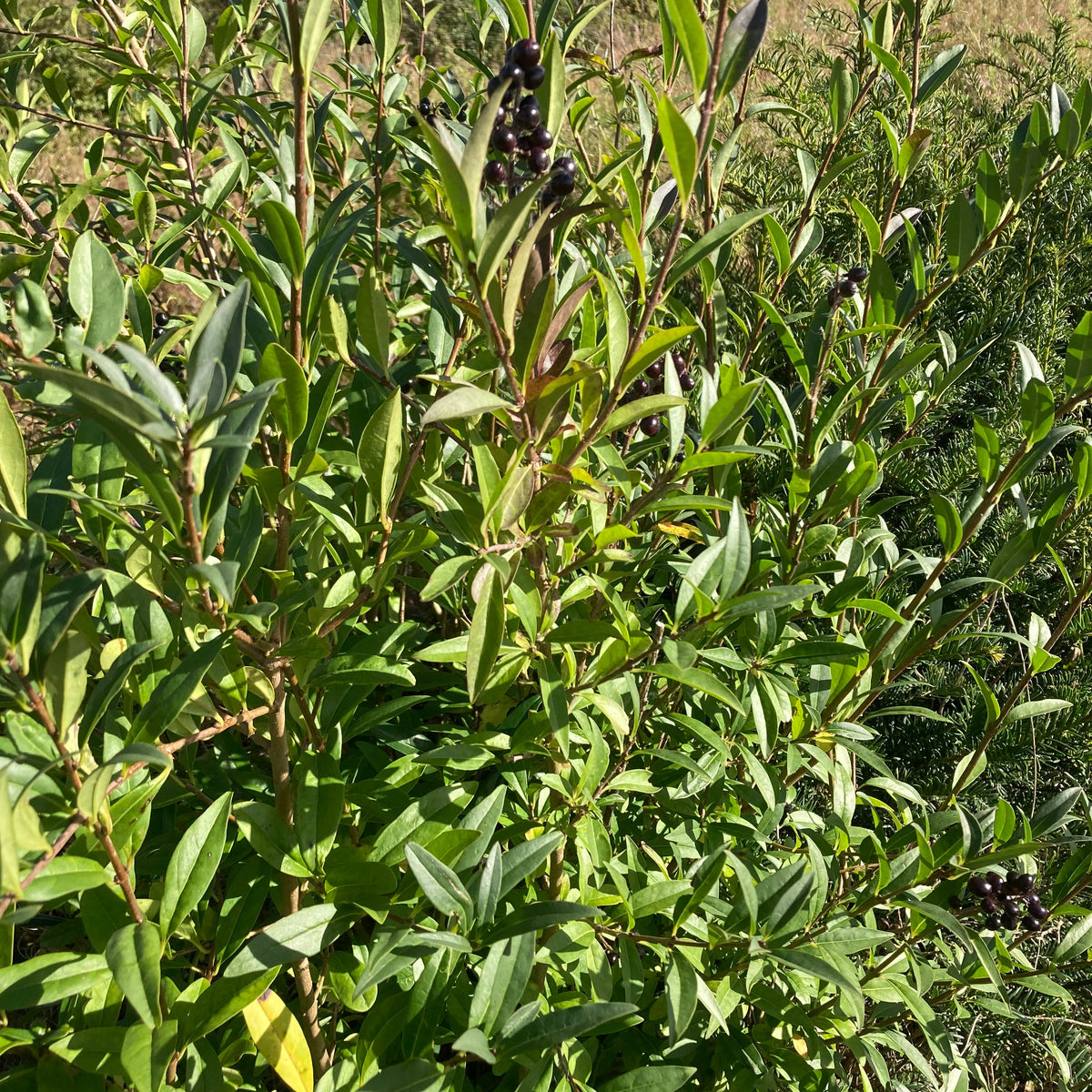 Wild Privet (ligustrum vulgare)