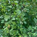 Alder Buckthorn (rhamnus frangula)