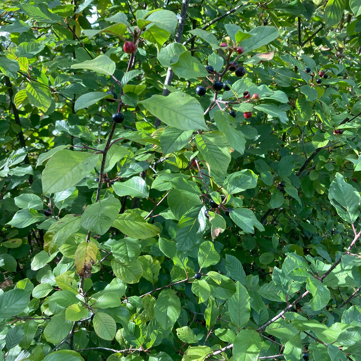 Alder Buckthorn (rhamnus frangula)