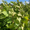 London Plane (platanus acerifolia) Feathered Tree