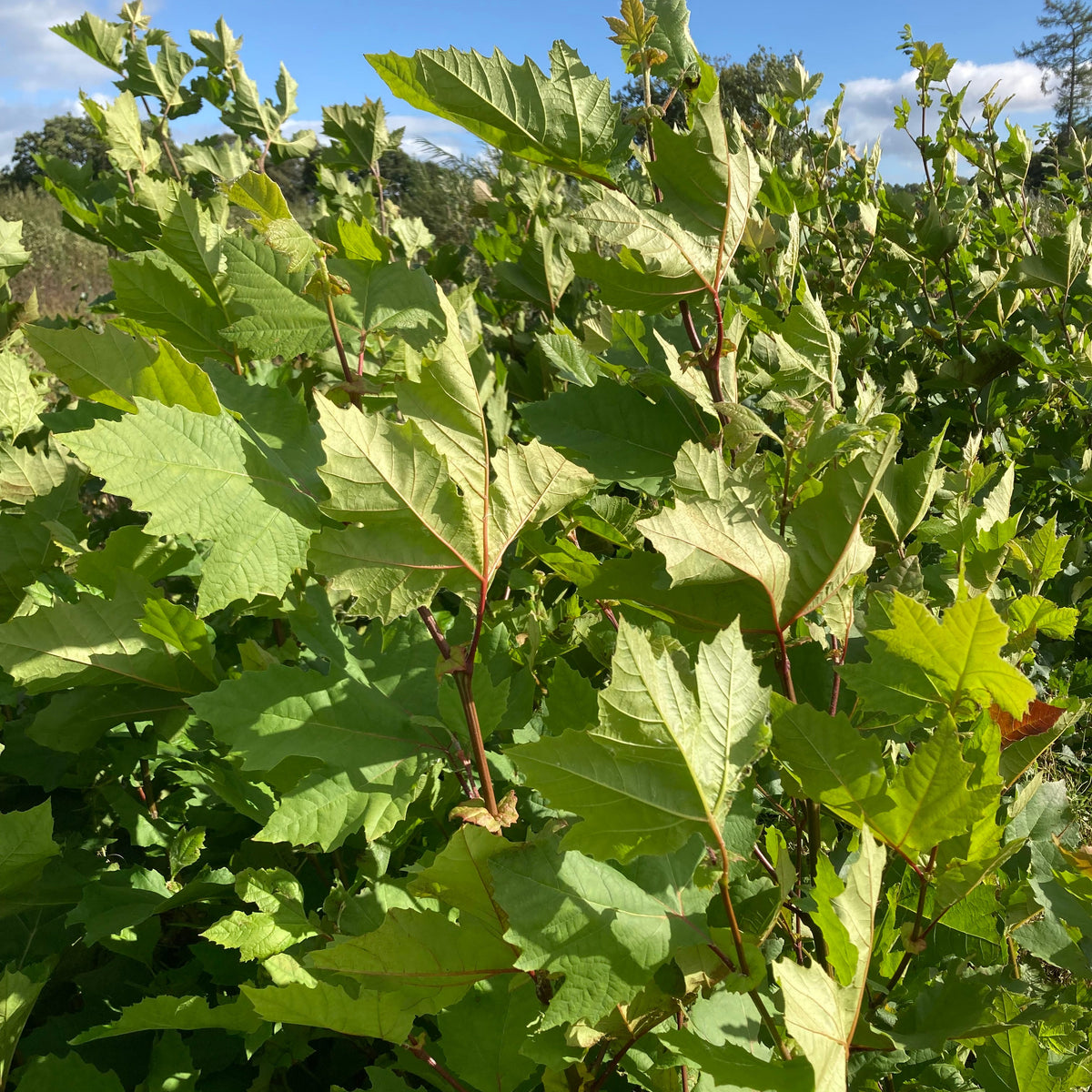 London Plane (platanus acerifolia) Feathered Tree