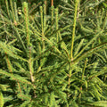 Norway Spruce (picea abies)