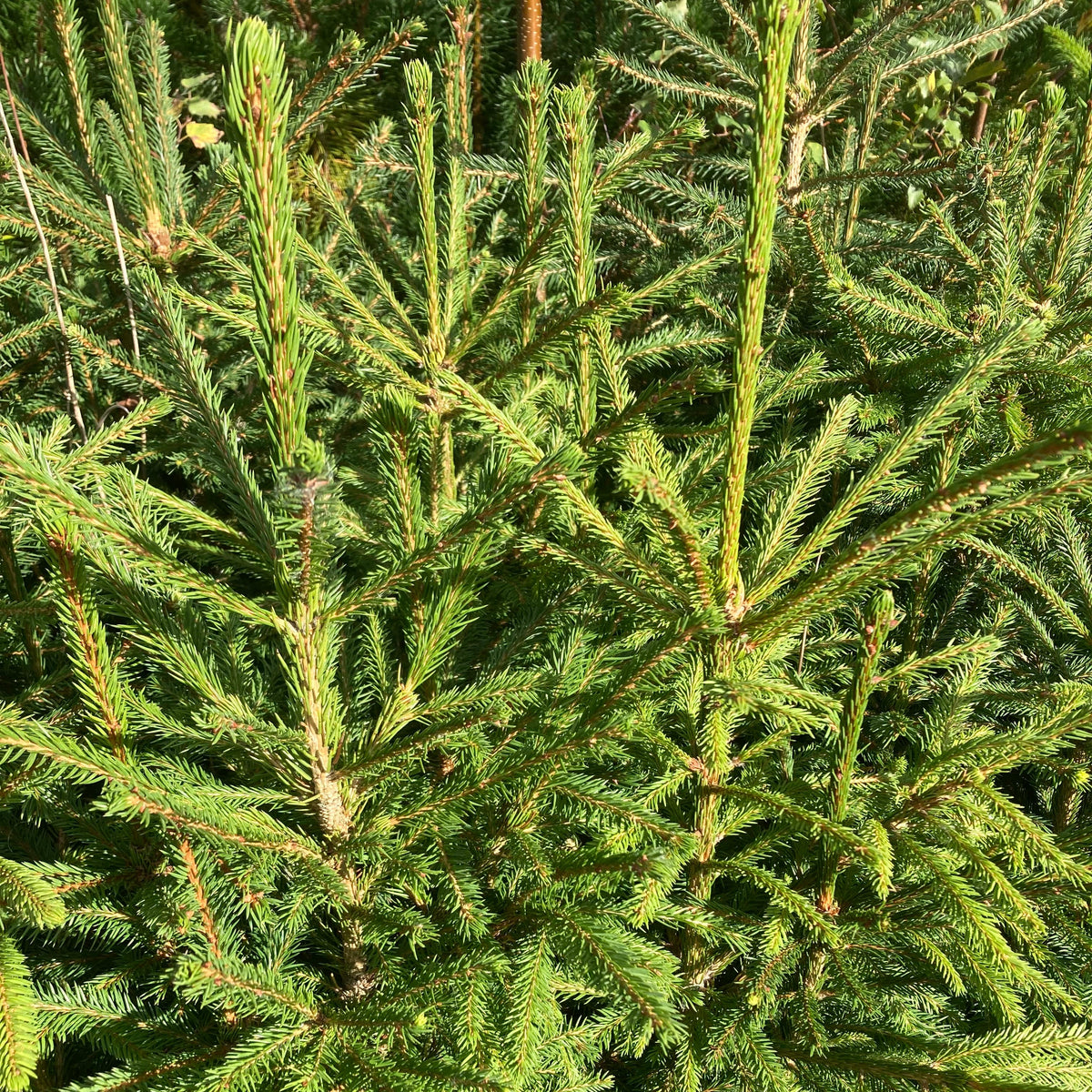 Norway Spruce (picea abies)