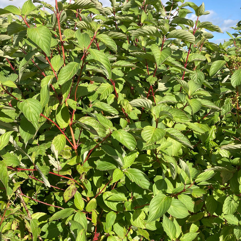 Red Barked Dogwood (cornus alba)