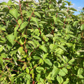 Red Barked Dogwood (cornus alba)