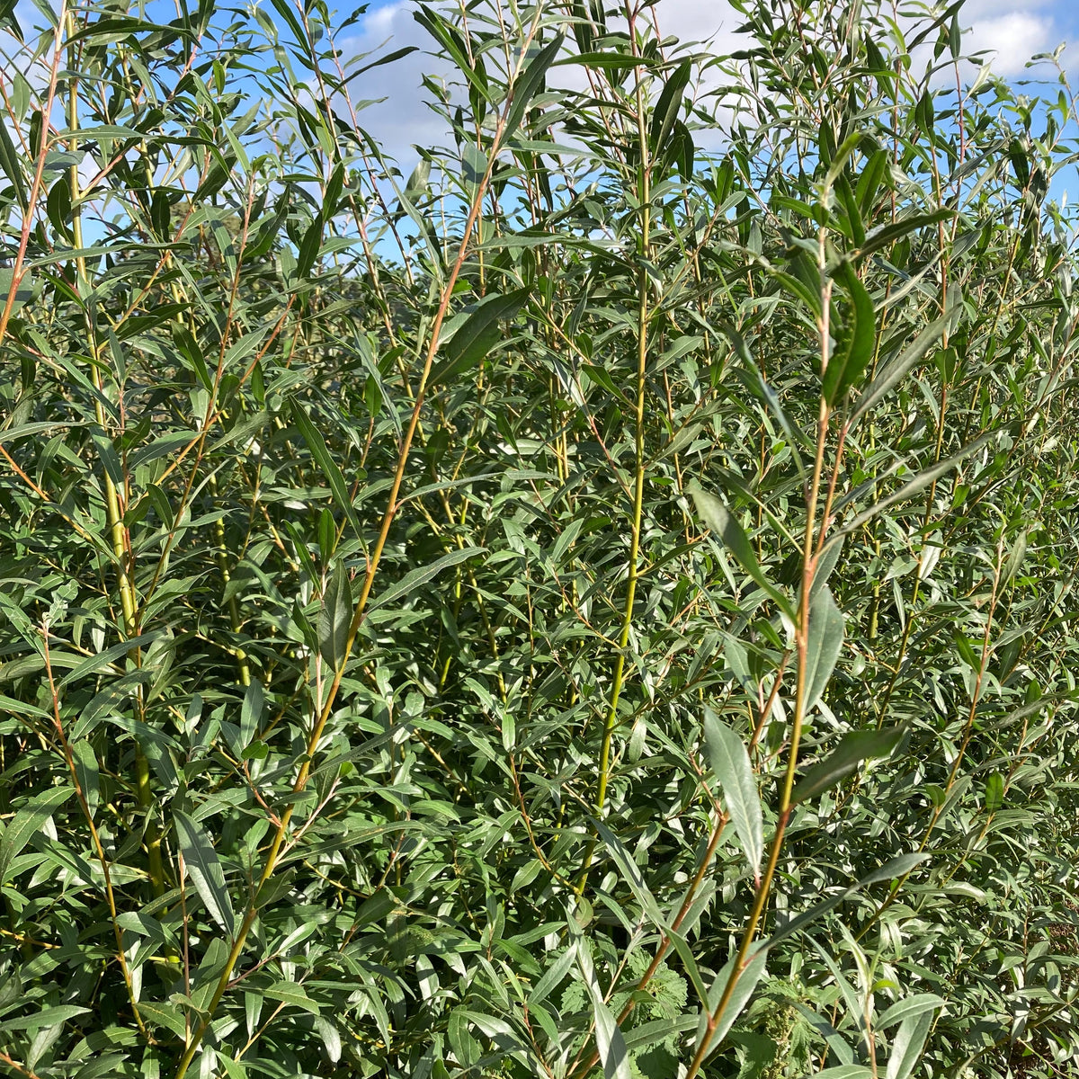 White Willow (salix alba)