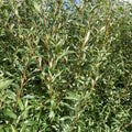 Crack Willow (salix fragilis)