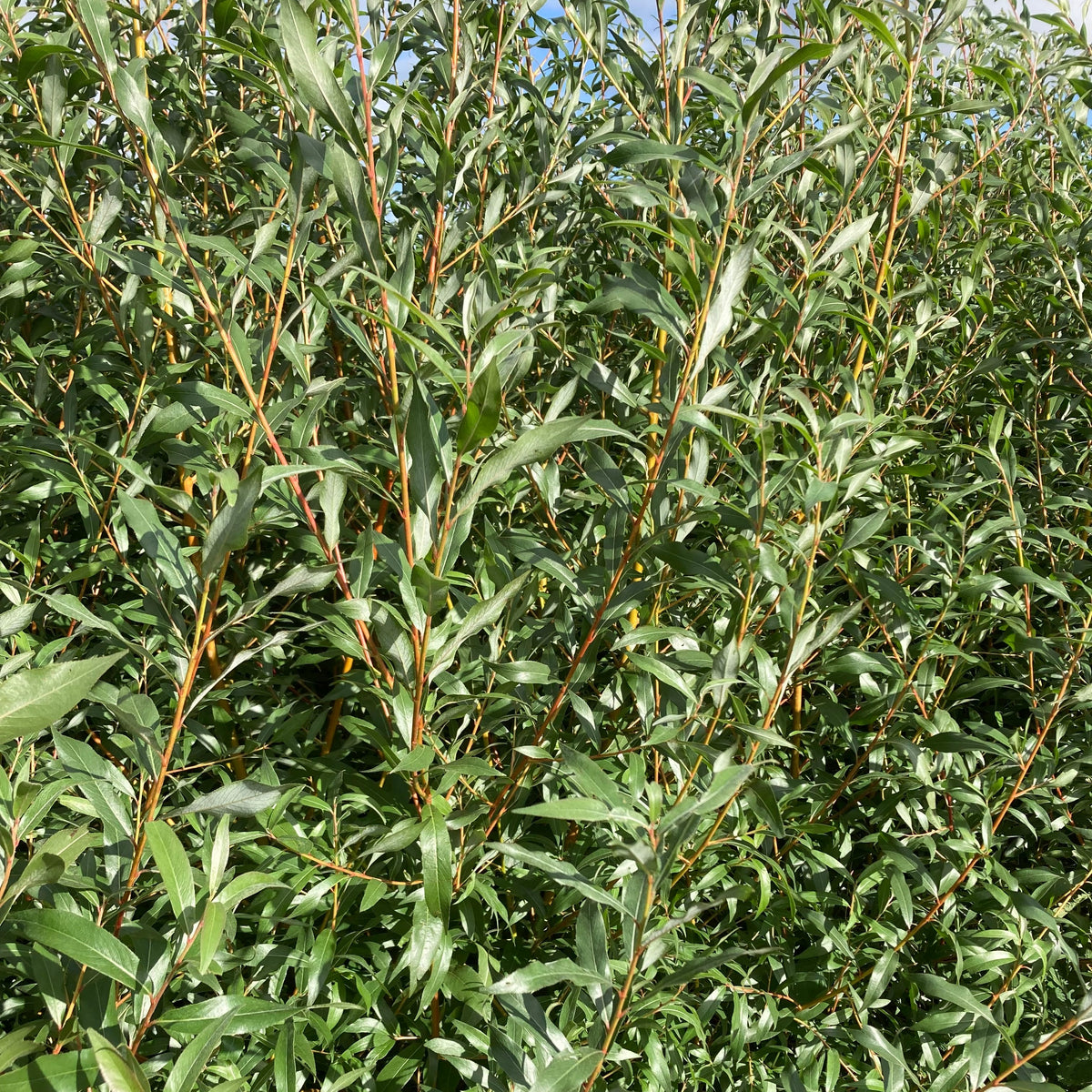 Crack Willow (salix fragilis)