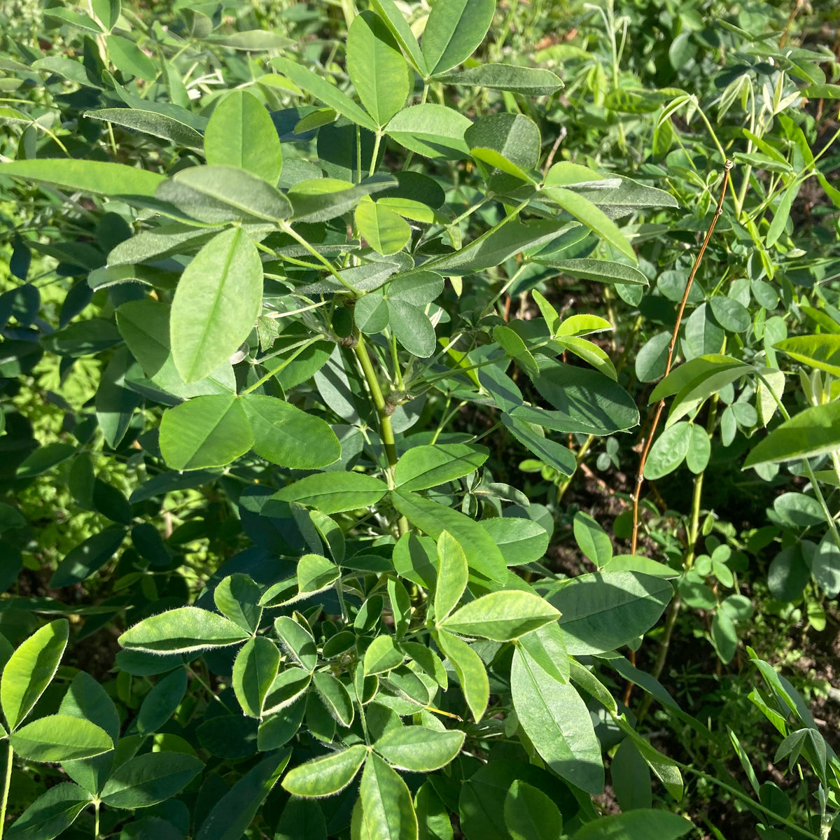 Scotch Laburnum (laburnum alpinum)