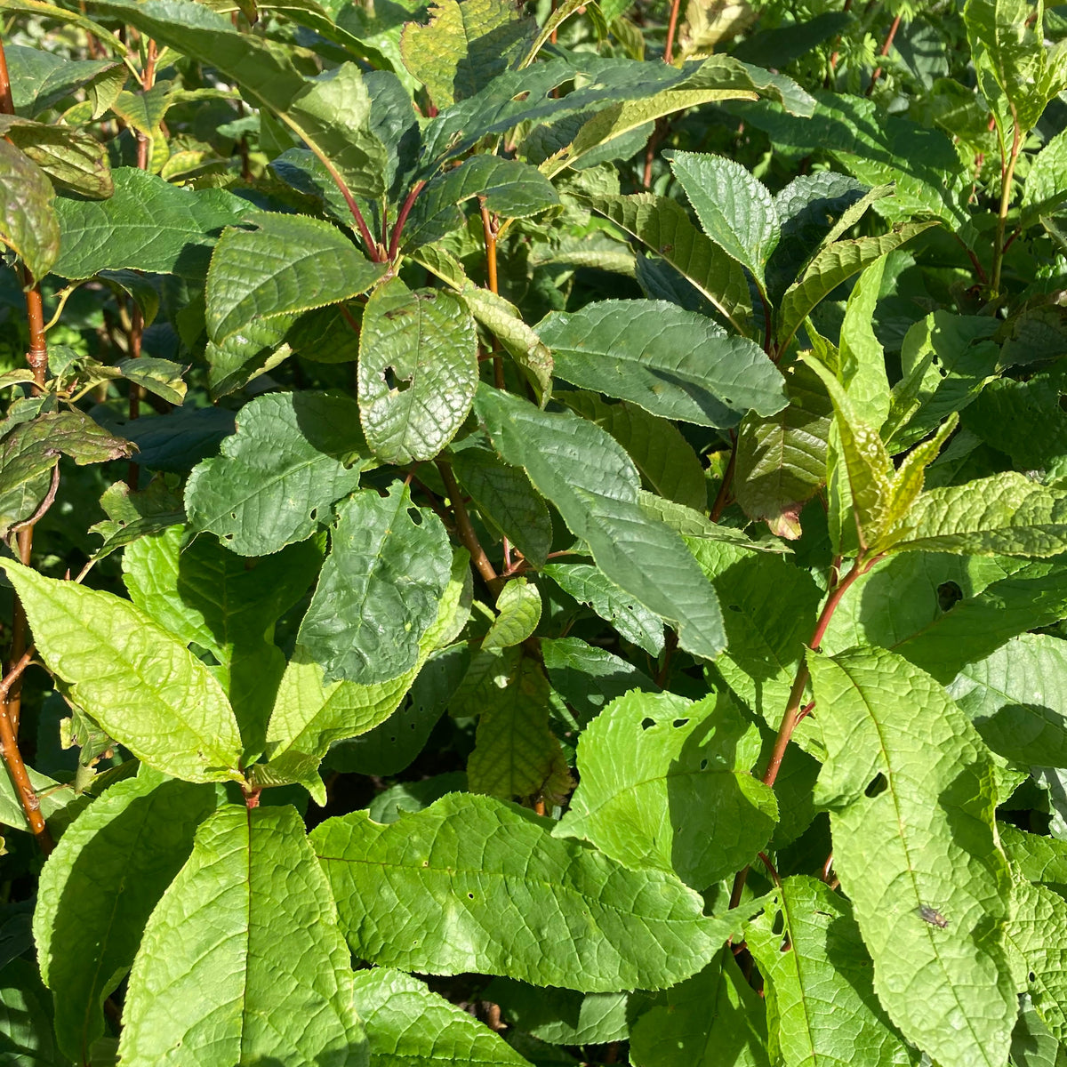 Bird Cherry (prunus padus)